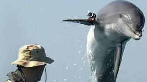 Irã está usando golfinhos suicidas treinados pela União Soviética?