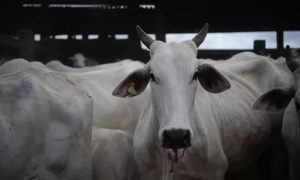 Caso de raiva bovina é confirmado e acende alerta em SC
