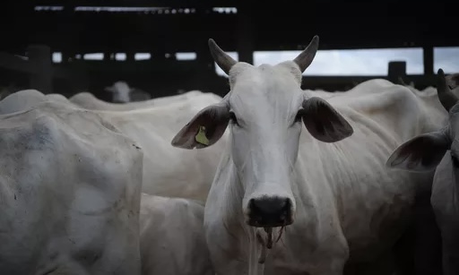 Caso de raiva bovina é confirmado e acende alerta em SC