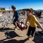 Pesca da tainha movimenta praias de SC com captura de até 10 toneladas
