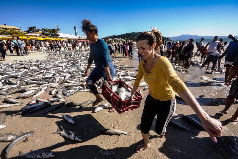Pesca da tainha movimenta praias de SC com captura de até 10 toneladas
