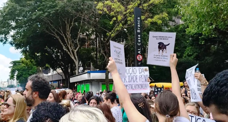 Cão Orelha: Justiça arquiva caso a pedido do Ministério Público