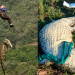 Empresário desaparecido é encontrado dentro de crocodilo na África do Sul