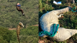 Empresário desaparecido é encontrado dentro de crocodilo na África do Sul