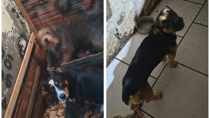 Doze cães resgatados da escuridão: força-tarefa expõe maus-tratos
