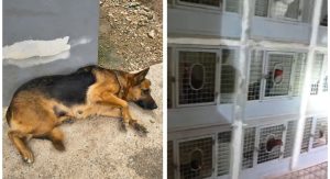 Cadela é resgatada e polícia encontra indícios de rinha de galos após denuncias