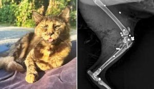 Gata morta com 27 tiros em SC reacende alerta sobre maus-tratos