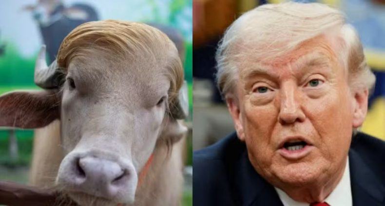 Búfalo apelidado de “Donald Trump” vira atração em Bangladesh