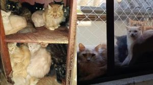 Mais de 400 gatos são encontrados em apartamento em SC