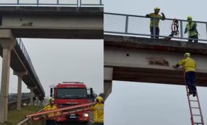 Cachorro caramelo mobiliza bombeiros após ficar preso em passarela