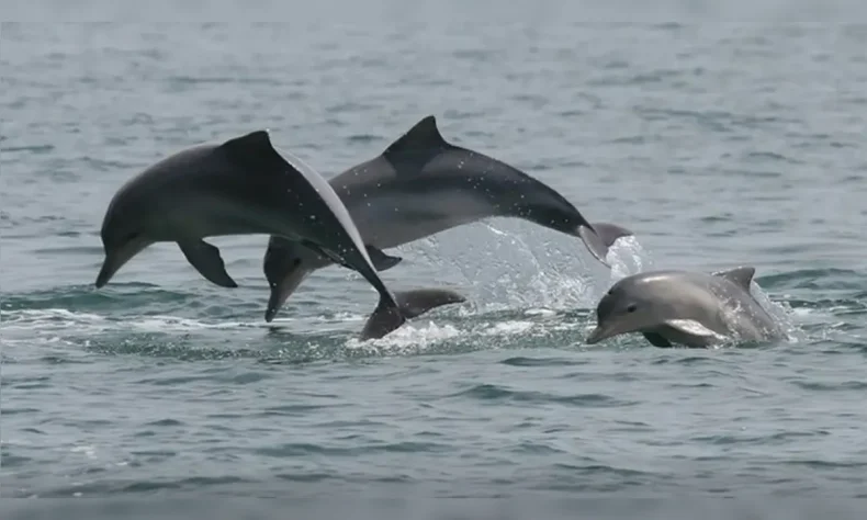 Irã avalia uso de golfinhos com minas para atacar navios