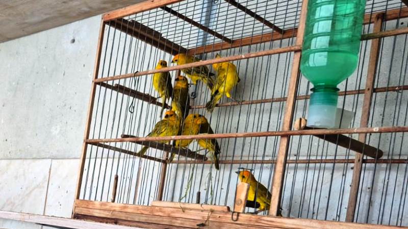 Polícia Ambiental apreende 114 aves silvestres presas em cativeiro em SC