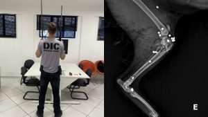 Polícia apreende armas em investigação sobre gata morta com 27 tiros