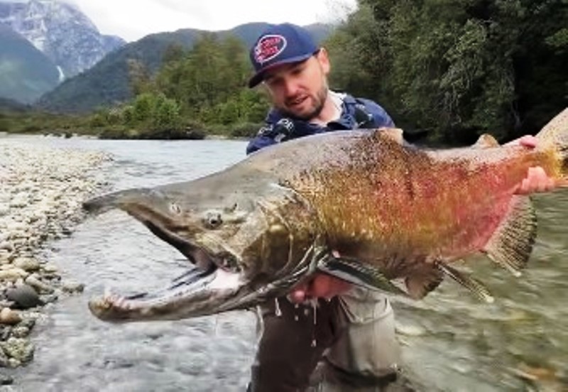 Vídeo: pescador de SC filma captura maior salmão do mundo na Patagônia