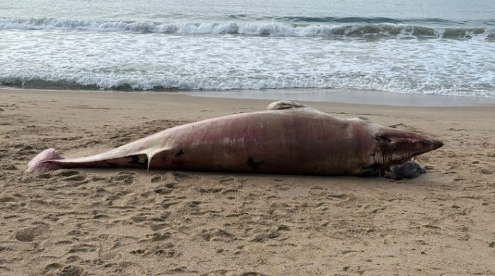 Triste fim: baleia juvenil aparece morta e comove moradores no litoral de SC