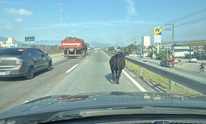 Vídeo: Vaca invade a BR-101, provoca lentidão e coloca motoristas em risco