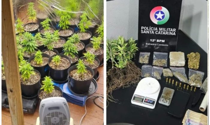Tiro em mulher leva PM a descobrir estufa de maconha e prender suspeito