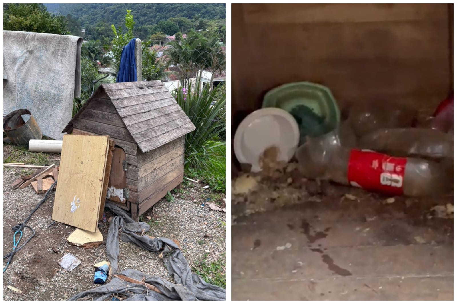 Abandono: cão é encontrado sem água e em meio à sujeira