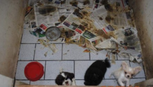 220 cães resgatados de canil clandestino; donos são condenados e proibidos de ter animais