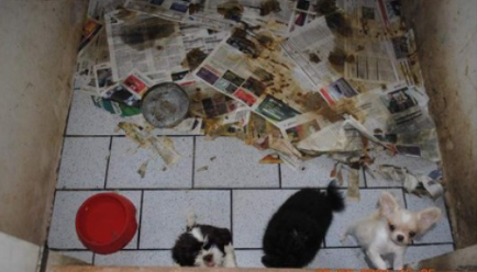 220 cães resgatados de canil clandestino; donos são condenados e proibidos de ter animais