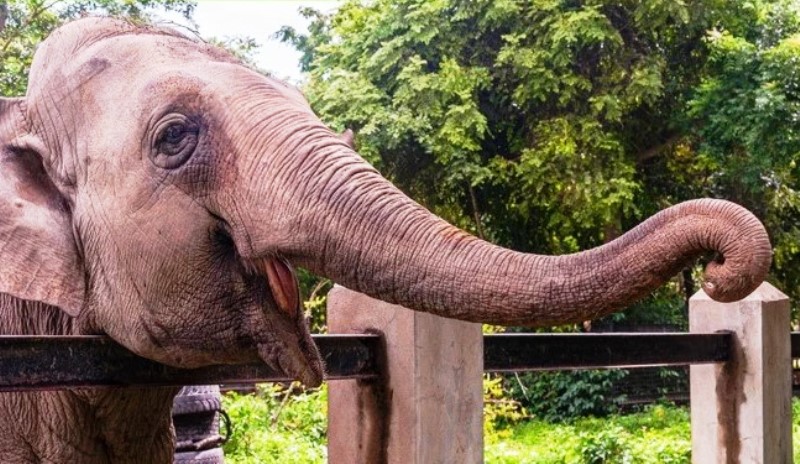 Fim da novela: elefanta de SC vai para santuário no Mato Grosso