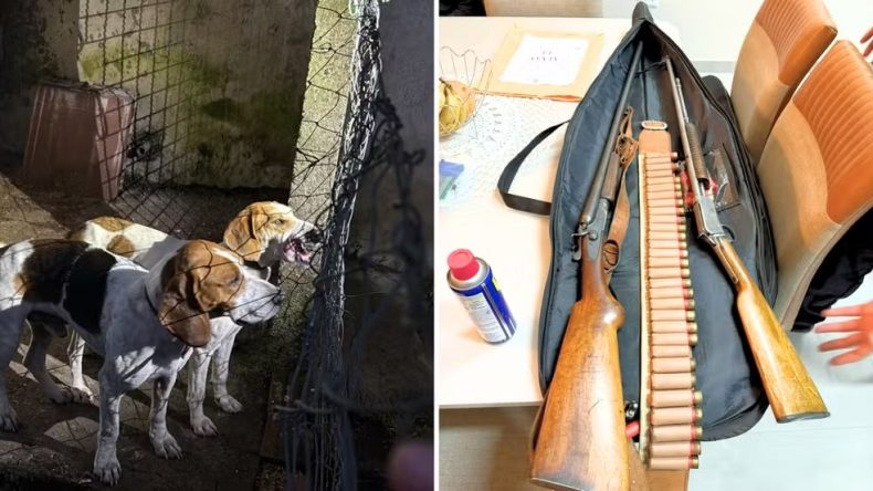 Operação mira suspeitos de caça ilegal em SC