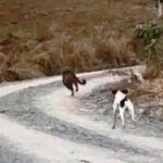 Vídeo: Cão coloca onça-parda para correr em fazenda de SC