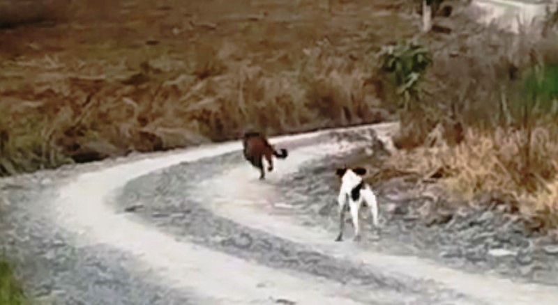 Vídeo: Cão coloca onça-parda para correr em fazenda de SC