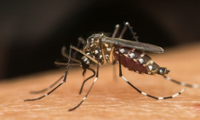 Itajaí amplia combate à dengue e inicia Método Wolbachia em bairros prioritários