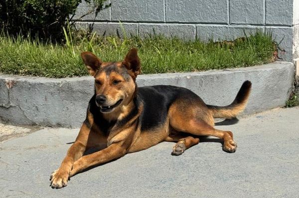 Cão Comunitário é morto a tiros em Santa Catarina