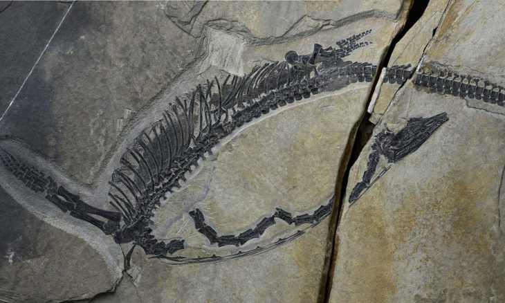 Fóssil de réptil de 245 milhões de anos expõe órgãos internos intactos