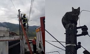 VÍDEO: bombeiros salvam gato preso em poste de energia