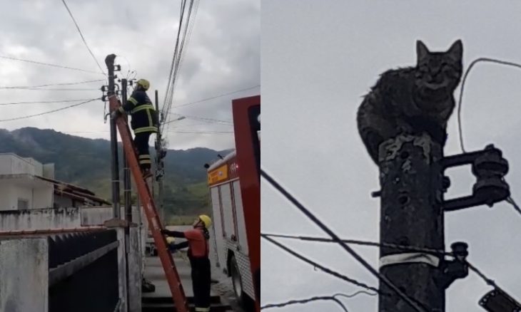 VÍDEO: bombeiros salvam gato preso em poste de energia