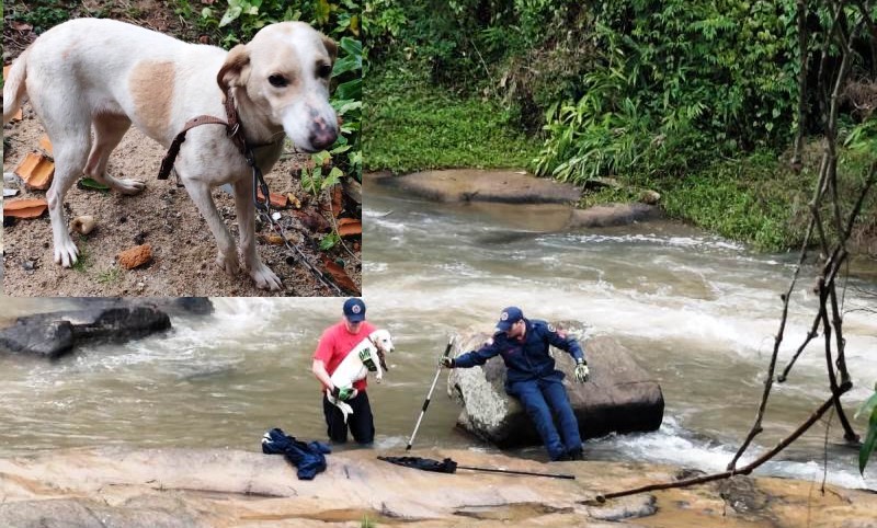 Cachorro fica ilhado em rio e é resgatado pelos Bombeiros