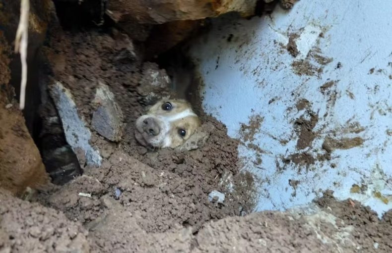 Cão é resgatado após passar 20 horas soterrado em SC