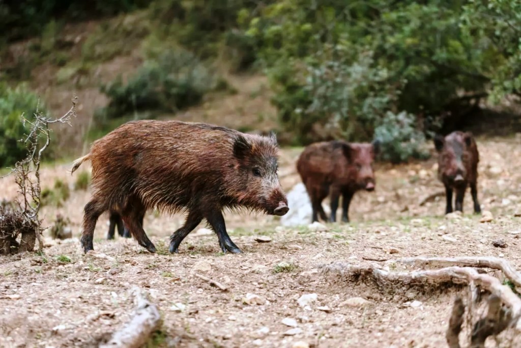 Avanço dos javalis ameaça produção agropecuária de Santa Catarina