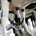 Santa Catarina se destaca na produção leiteira nacional