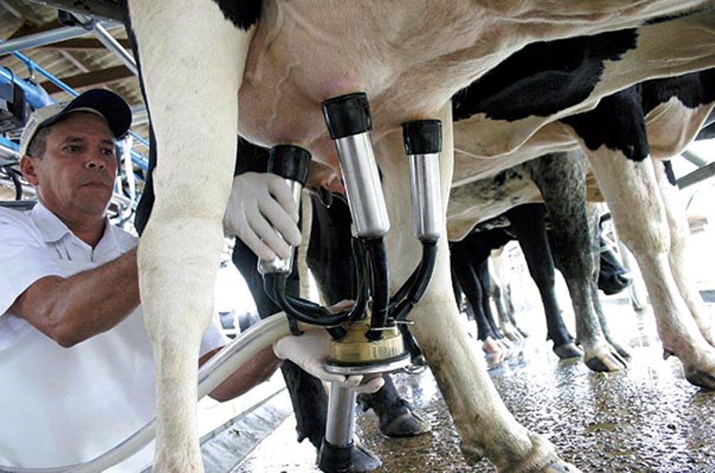 Santa Catarina se destaca na produção leiteira nacional