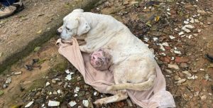 Cadela com tumor e outros animais são resgatados após denuncias de maus-tratos