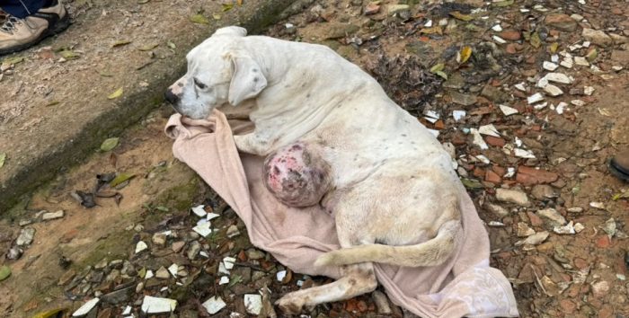 Cadela com tumor e outros animais são resgatados após denuncias de maus-tratos