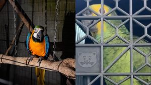“Anilha Profana” combate comércio ilegal de aves e cumpre prisões em Joinville