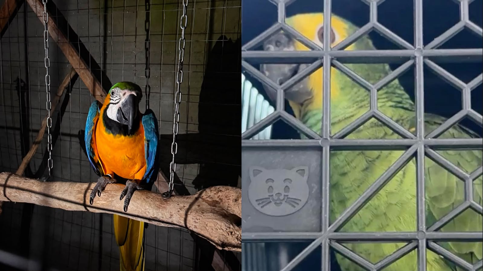 “Anilha Profana” combate comércio ilegal de aves e cumpre prisões em Joinville