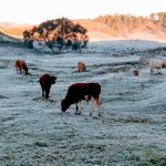 SC pode registrar temperaturas de até -3°C nesta semana