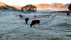 SC pode registrar temperaturas de até -3°C nesta semana