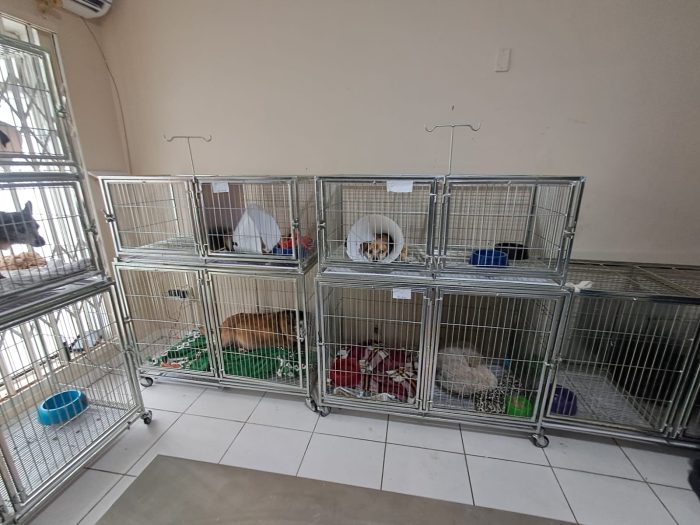MPSC flagra animais doentes sem isolamento em clínica 
