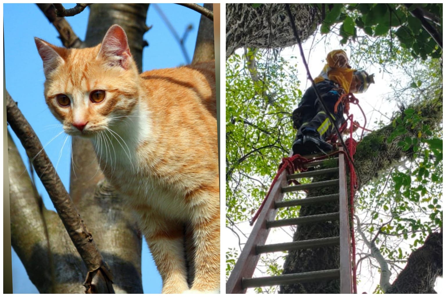 Gato some no alto de árvore por três dias e resgate surpreende dona do animal em SC