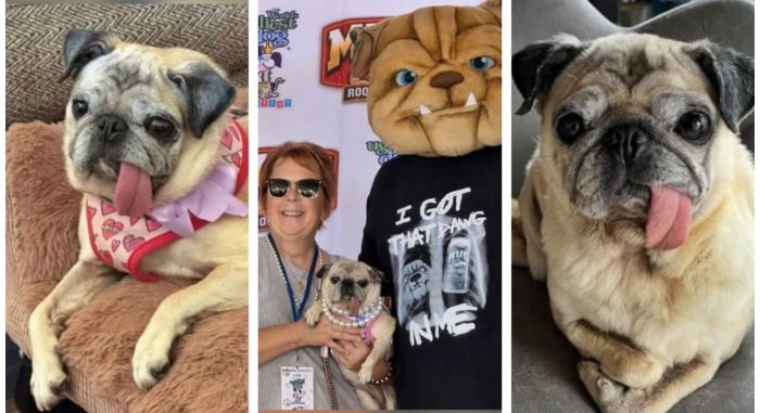 ‘Cão Mais Feio do Mundo’ vence concurso e ganha prêmio de R$ 25 mil