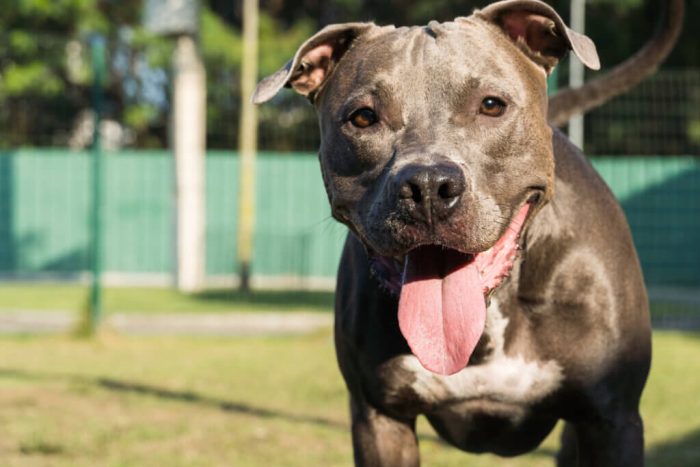 Pitbull ataca traficante e morde policiais durante tentativa de fuga