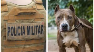 Pitbull avança contra policial durante abordagem e acaba morto a tiros
