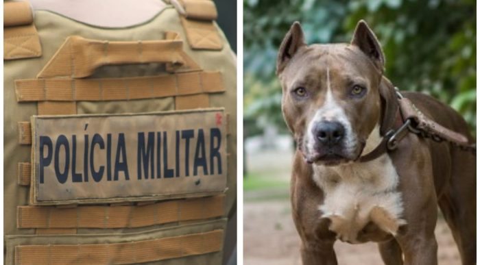Pitbull avança contra policial durante abordagem e acaba morto a tiros